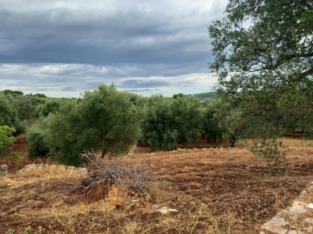 Rustico in vendita a Ostuni, Brindisi