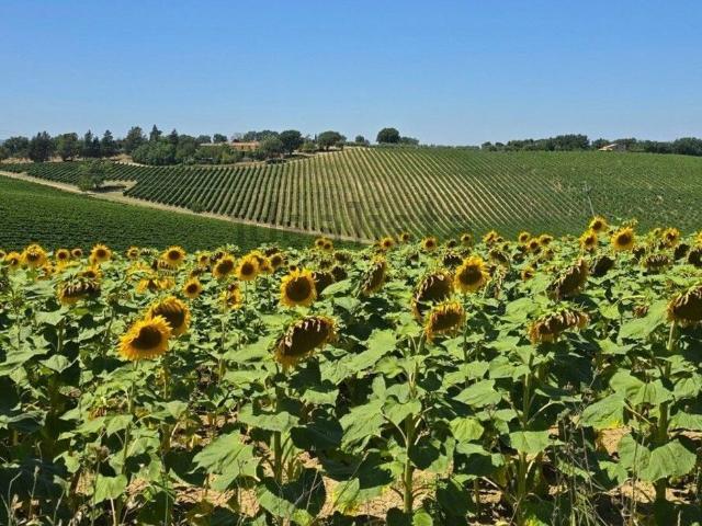 Rustico in vendita a Baschi, Umbria