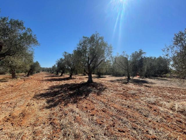 Rustico in vendita a Puglia, Lecce