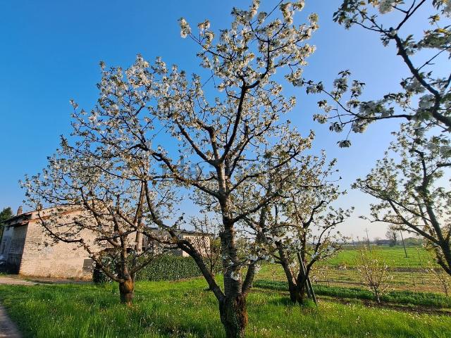 Rustico in vendita a Mason Vicentino, Veneto