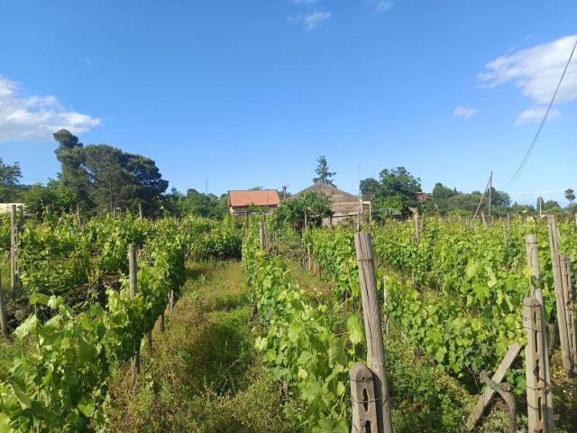 Rustico in vendita a Zafferana Etnea, Sicilia