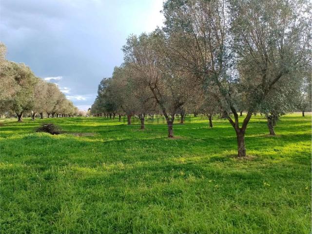 Rustico in vendita a Puglia, Brindisi