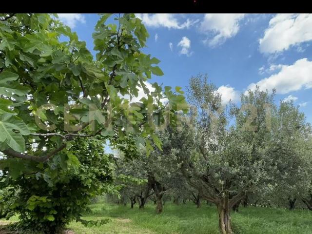 Rustico in vendita a Mezzane Di Sotto, Veneto