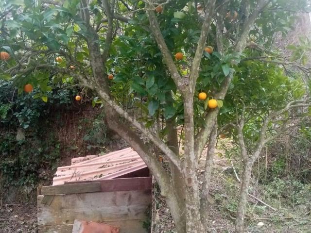 Rustico in vendita a La Ginestra, Rio