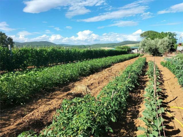 Rustico in vendita a Giove, Umbria
