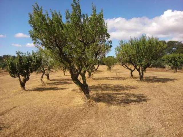 Rustico in vendita a Puglia, Bari