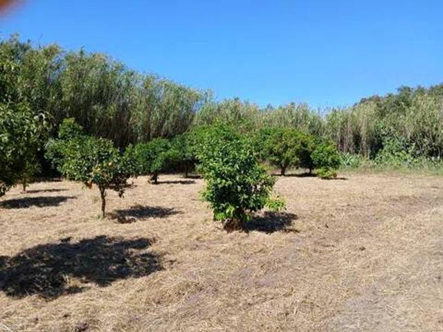 Rustico in vendita a Arborea, Sardigna/Sardegna