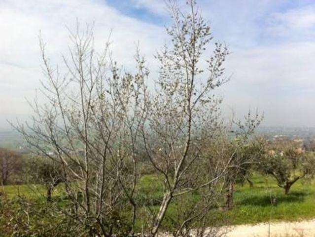 Rustico in vendita a Case Nuove, Assisi