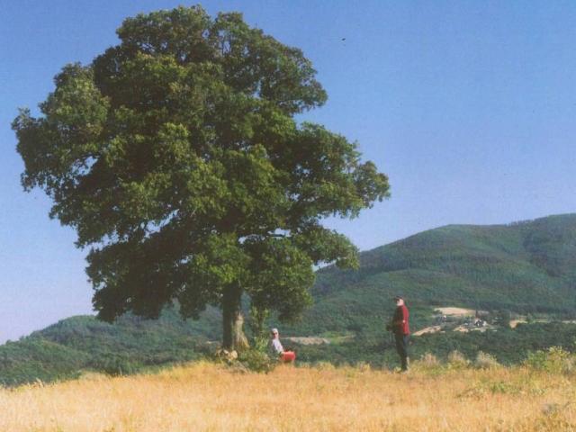 Rustico in vendita a Bibbona, Toscana