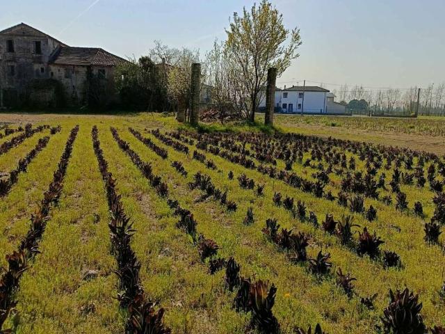 Rustico in vendita a Breda Di Piave, Veneto