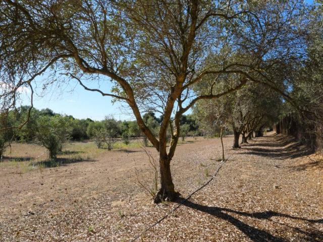 Rustico in vendita a Calasetta, Sardigna/Sardegna