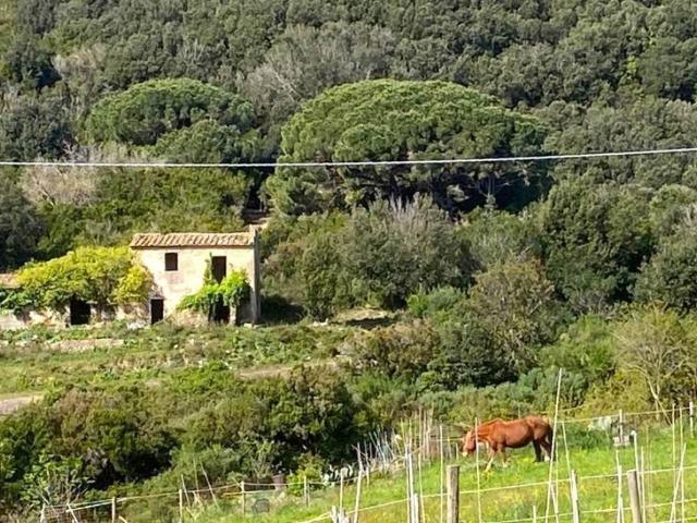 Rustico in vendita a Campo nell'Elba, La Pila
