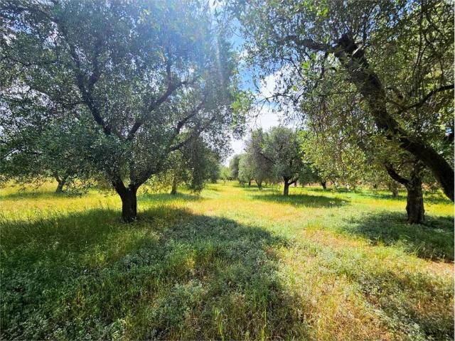 Rustico in vendita a Puglia, Brindisi