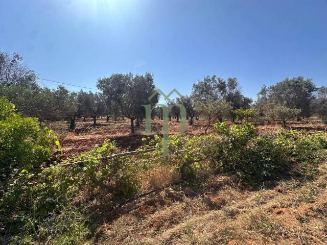 Rustico in vendita a Puglia, Brindisi