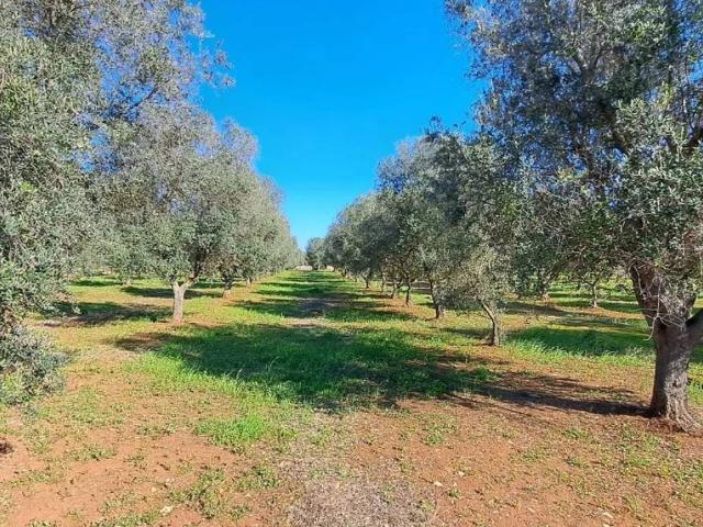 Rustico in vendita a Puglia, Brindisi