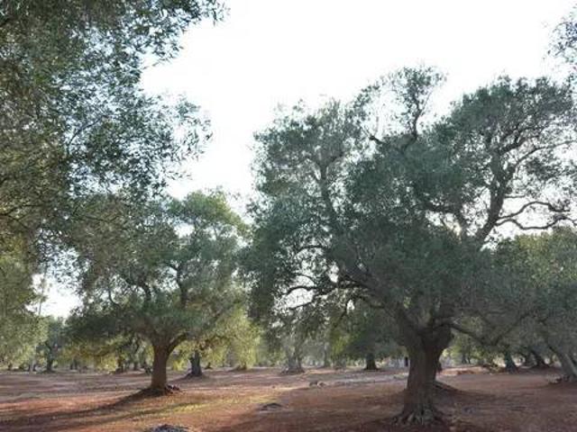 Rustico in vendita a Carovigno, Brindisi