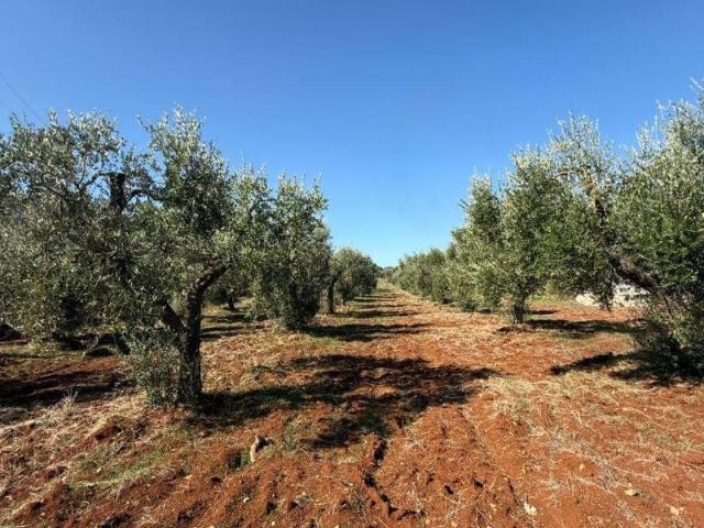 Rustico in vendita a Puglia, Brindisi