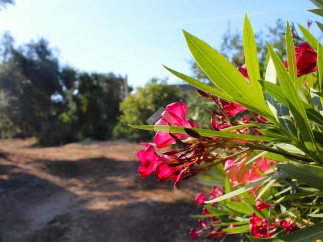 Rustico in vendita a Puglia, Brindisi