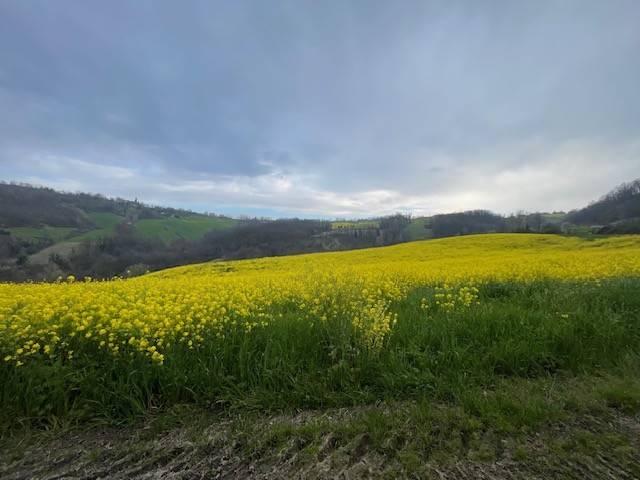 Rustico in vendita a Unione di comuni Terre di Castelli, Castelvetro Di Modena