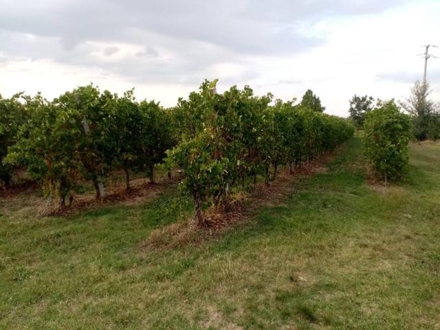 Rustico in vendita a Unione di comuni Terre di Castelli, Castelvetro Di Modena