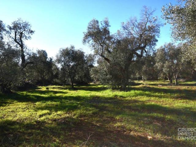 Rustico in vendita a Puglia, Brindisi