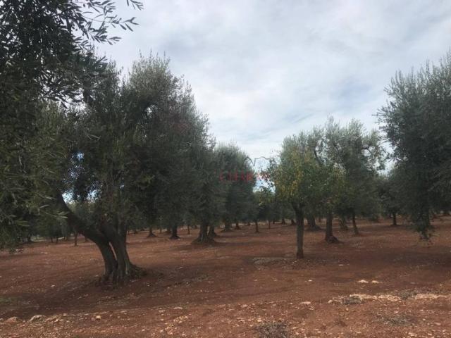 Rustico in vendita a Ceglie Messapica
