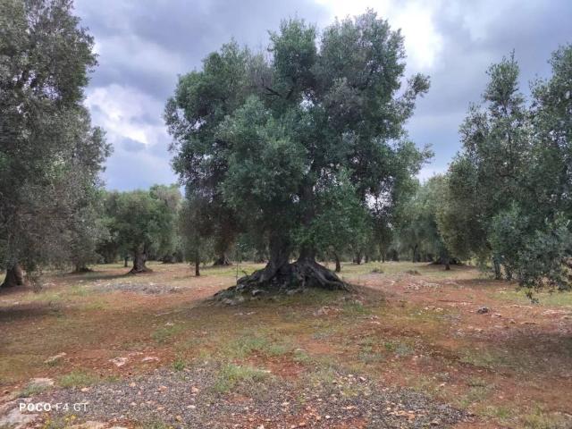 Rustico in vendita a Puglia, Brindisi