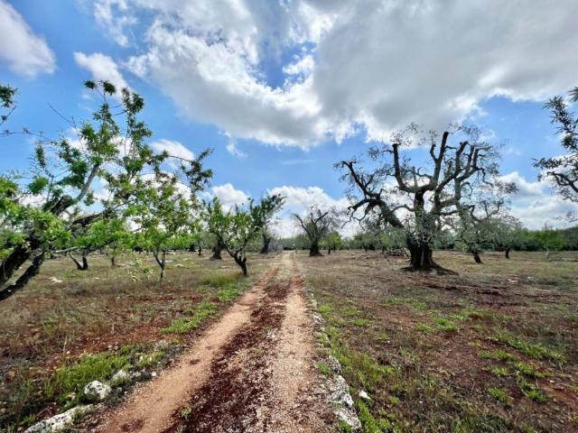 Rustico in vendita a Puglia, Brindisi