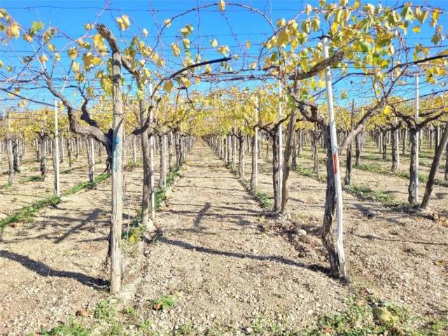 Rustico in vendita a Puglia, Foggia