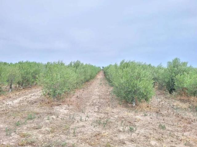Rustico in vendita a Puglia, Foggia