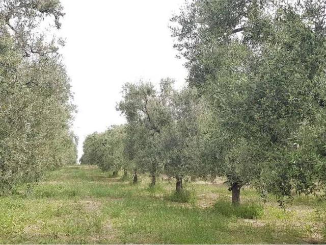 Rustico in vendita a Puglia, Foggia