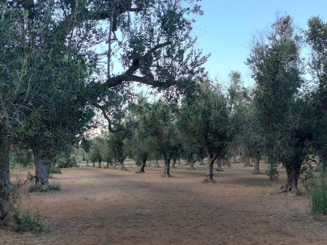 Rustico in vendita a Puglia, Lecce