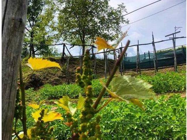 Rustico in vendita a Unione dei comuni Media Valle del Serchio, Coreglia Antelminelli
