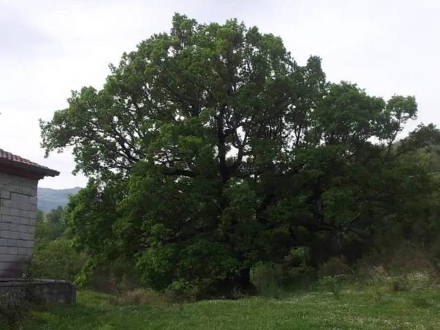 Rustico in vendita a Francavilla In Sinni, Basilicata