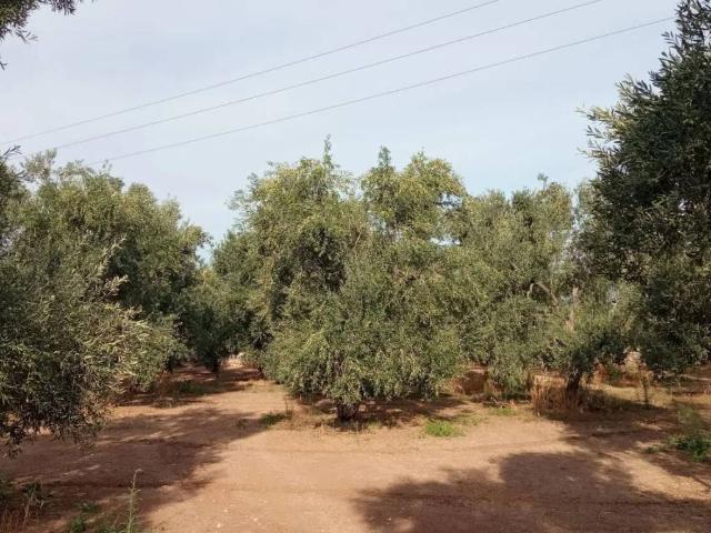 Rustico in vendita a Puglia, Bari