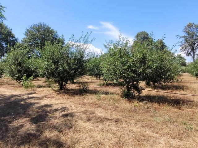Rustico in vendita a Unione di Comuni Montani Colline del Fiora, Manciano