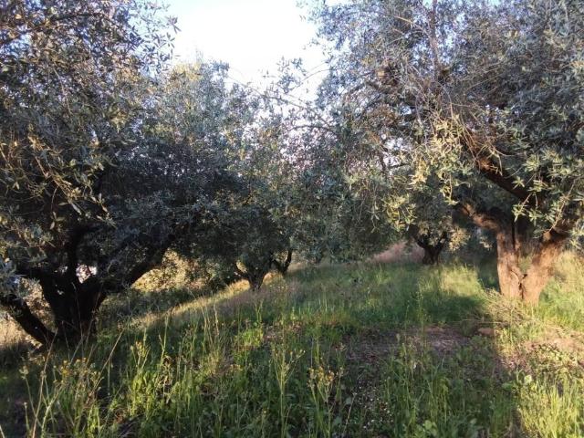 Rustico in vendita a Guidonia Montecelio, Roma Capitale