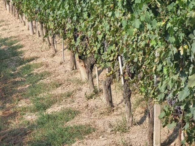 Rustico in vendita a Piemonte, Cuneo