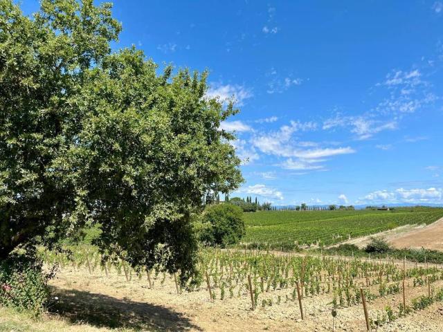 Rustico in vendita a Montalcino, Toscana
