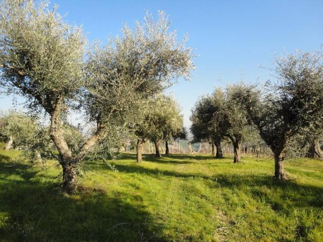 Rustico in vendita a Marche, Ancona