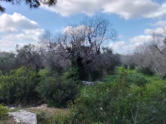 Rustico in vendita a Barbarano del Capo, Puglia