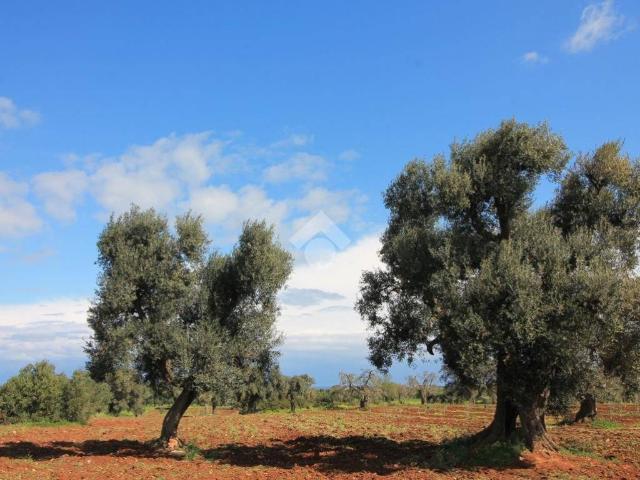 Rustico in vendita a Puglia, Brindisi