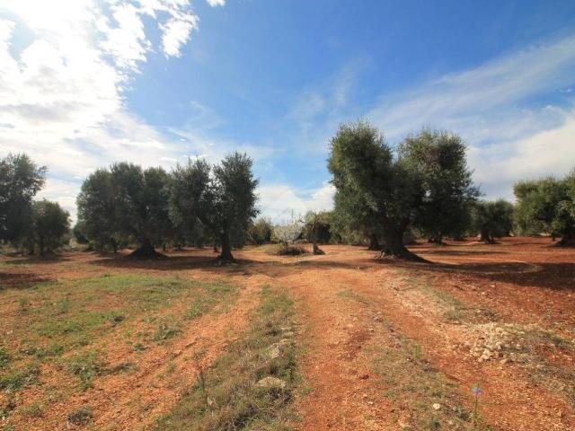 Rustico in vendita a Puglia, Brindisi