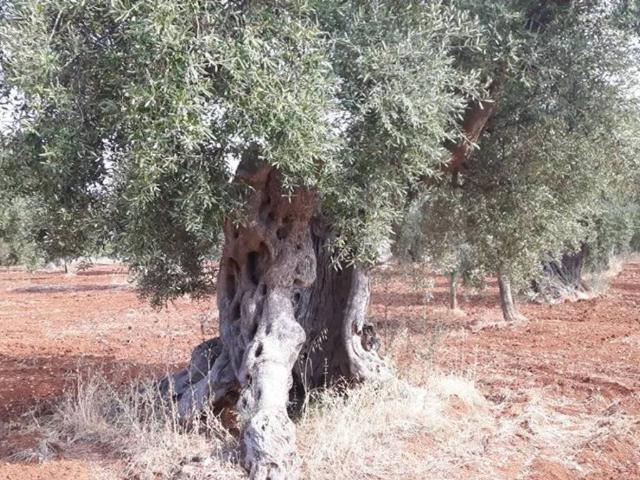 Rustico in vendita a Puglia, Brindisi