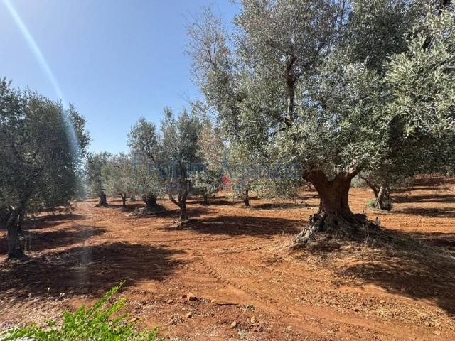 Rustico in vendita a Ostuni, Brindisi