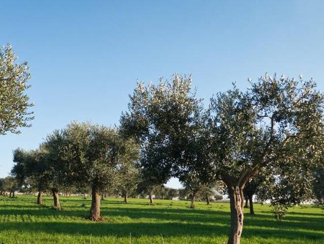 Rustico in vendita a Poggio A Caiano, Toscana