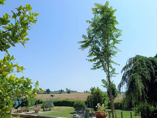 Rustico in vendita a Mezzana, San Giuliano Terme