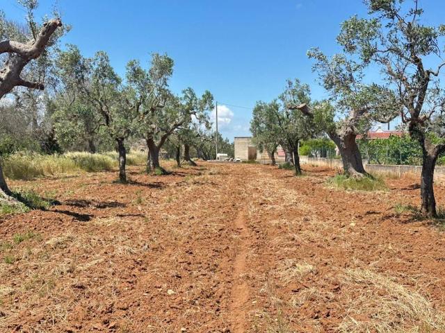 Rustico in vendita a Puglia, Brindisi