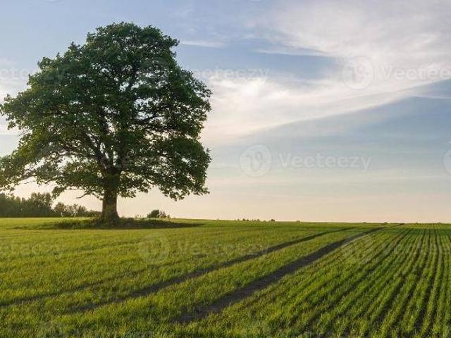 Rustico in vendita a Stigliano, Villanova Di Camposanpiero