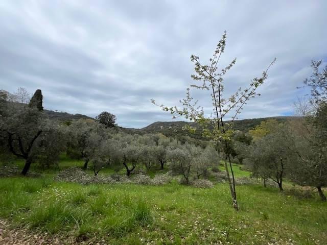 Rustico in vendita a Sassetta, Toscana